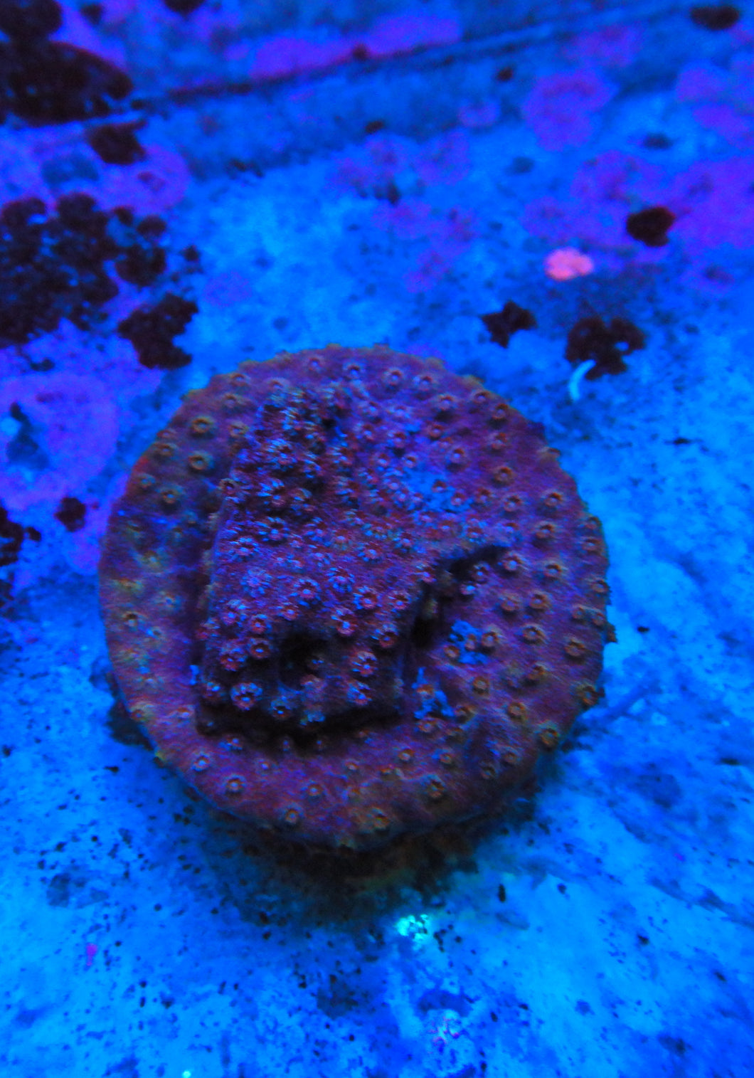 Cyphastrea Coral Frag WYSIWYG APR26a